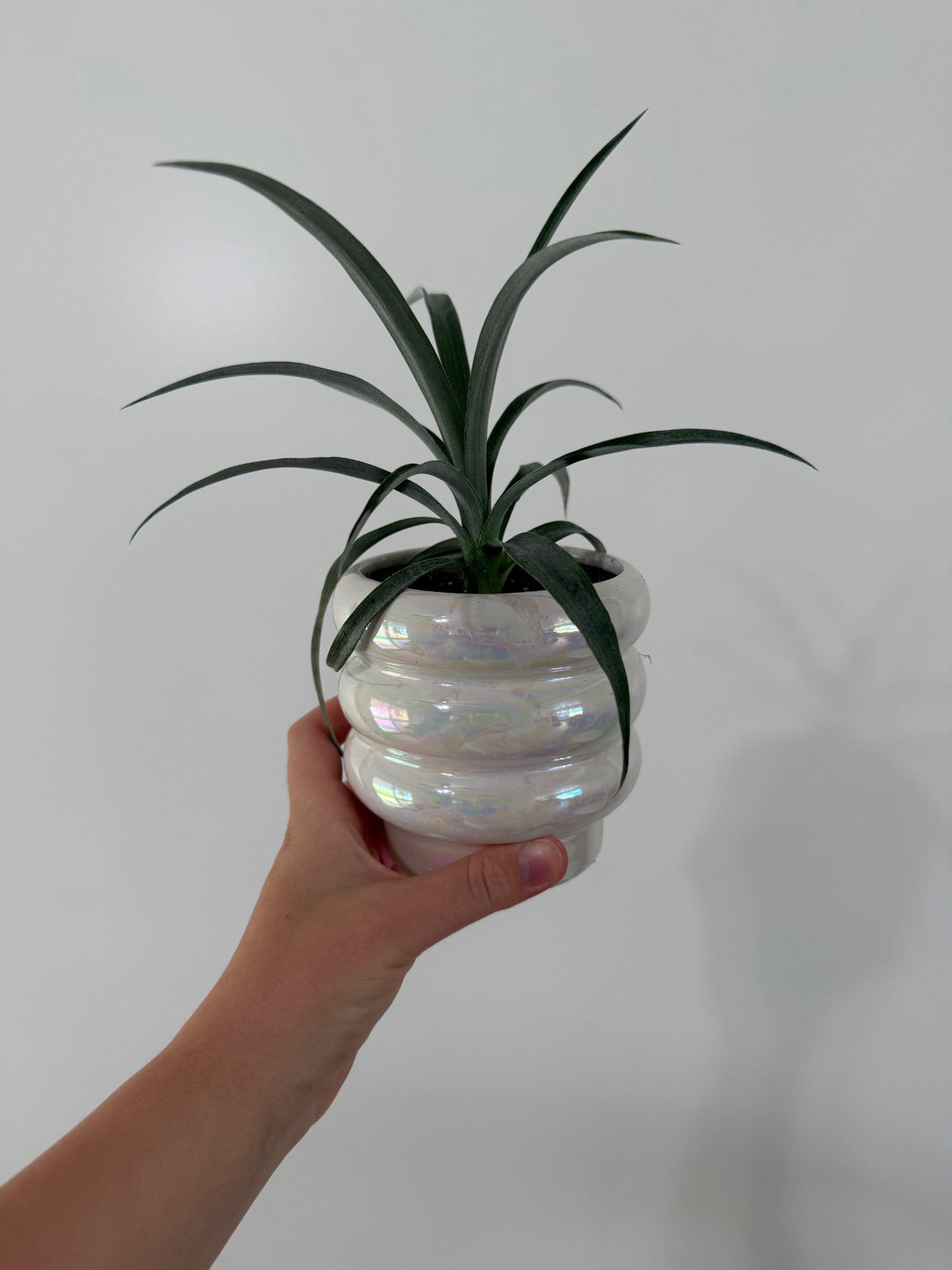 Pineapple Plant