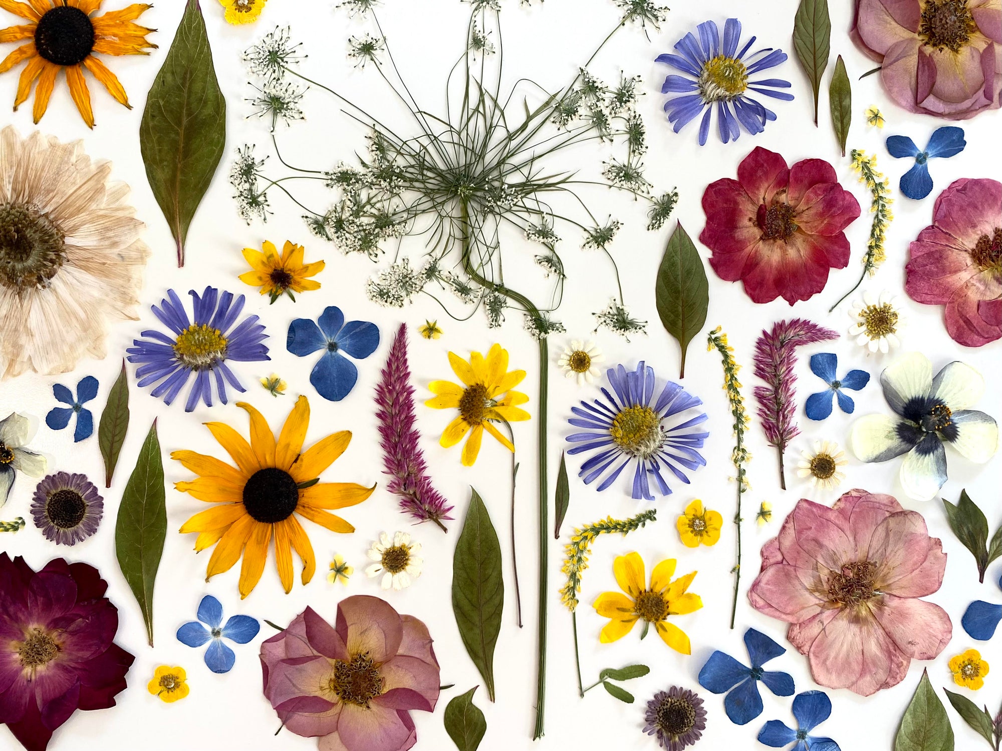 Pressed flowers arranged in rows