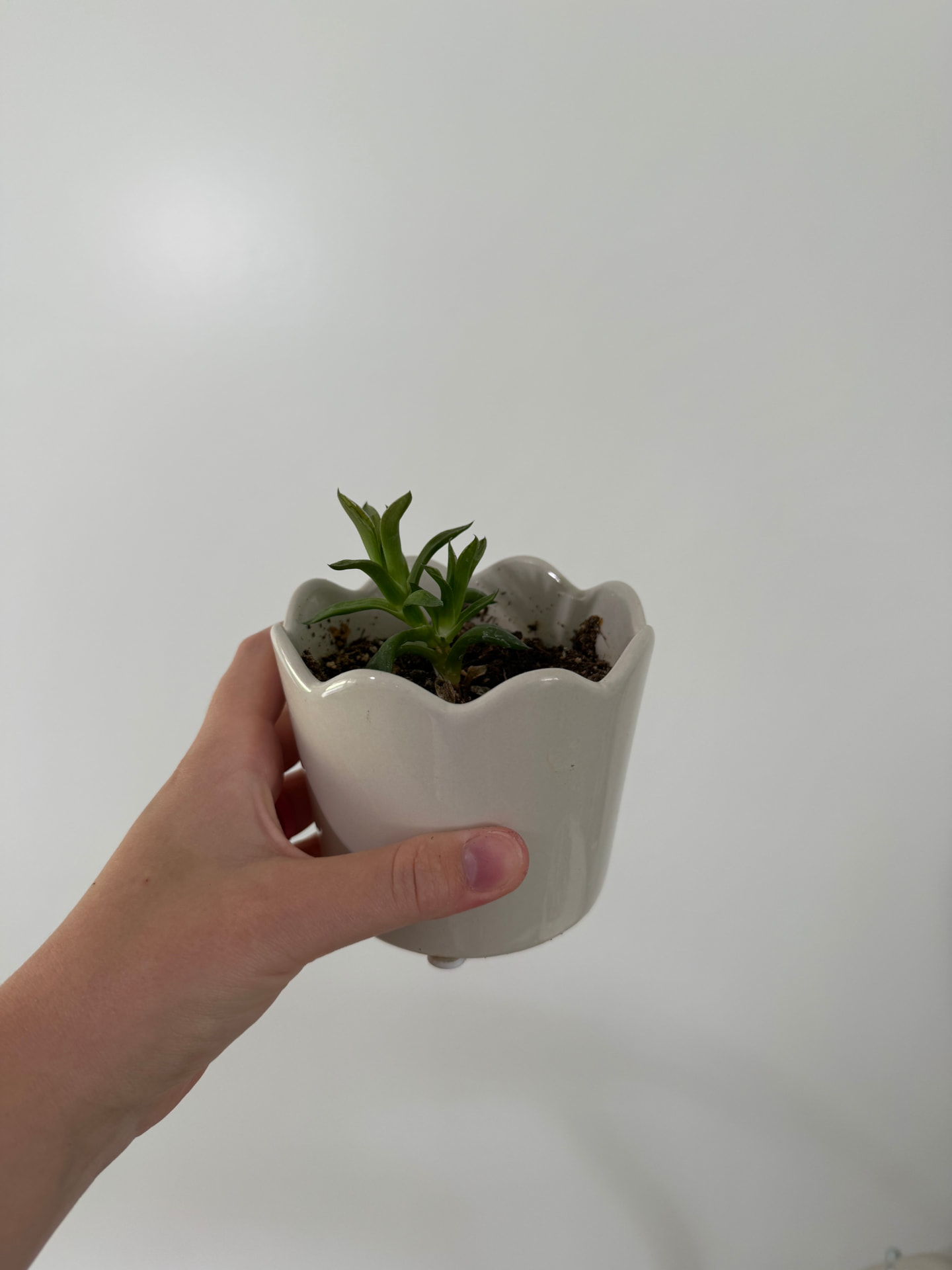 Haworthia Cymbiformis
