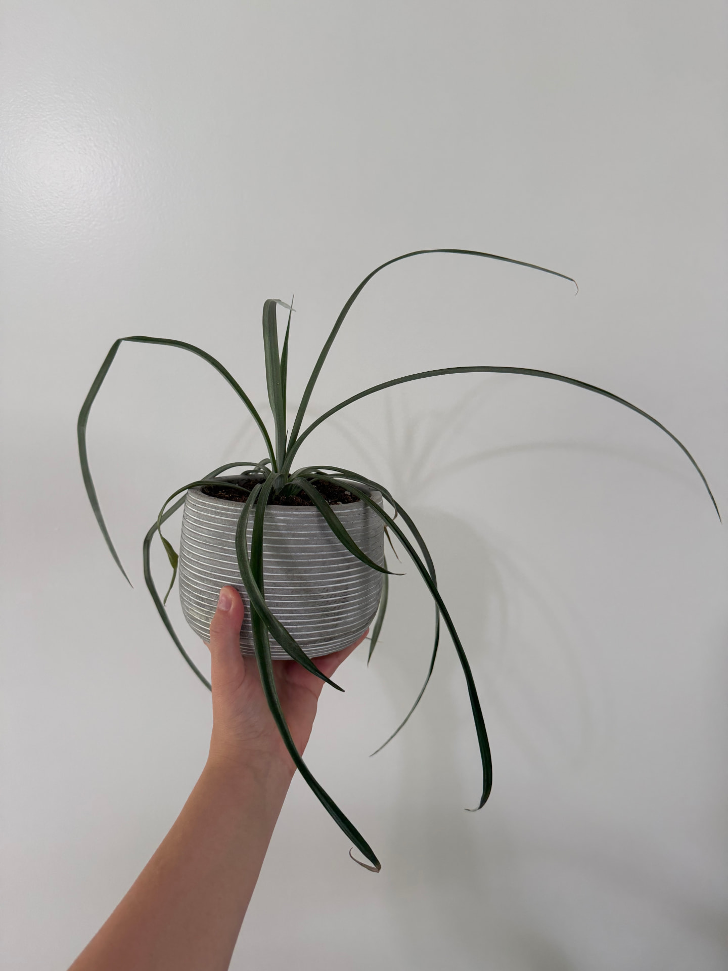 Pineapple Plant