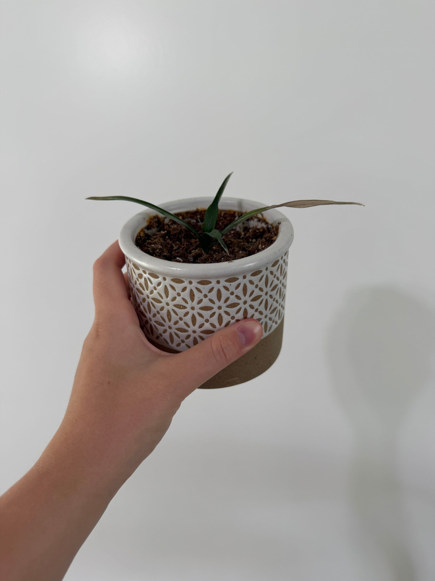 Pineapple Plant