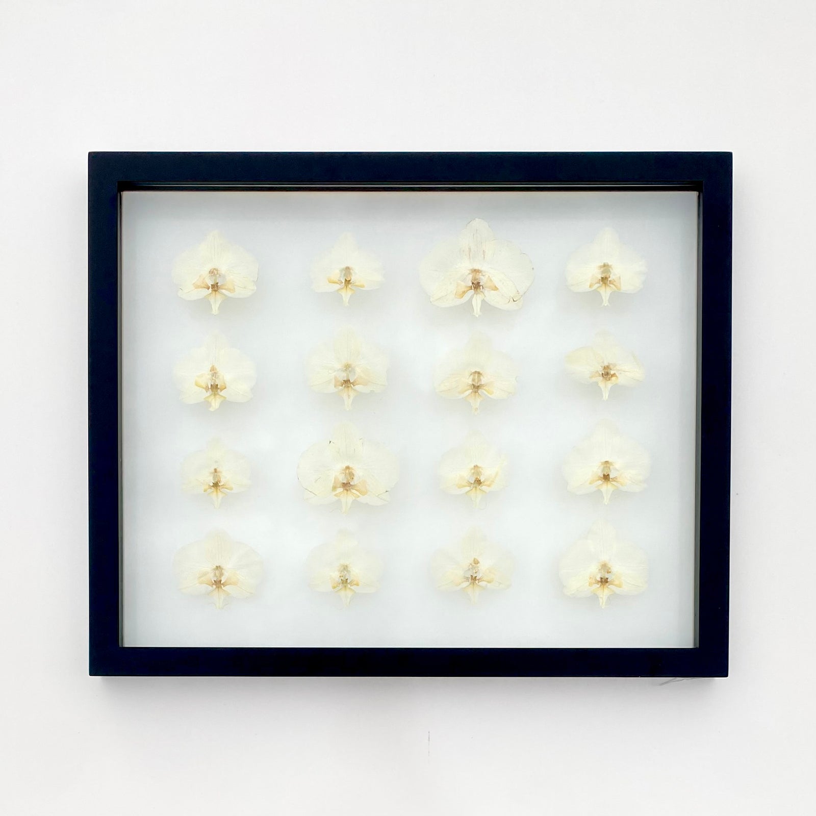 White Orchids