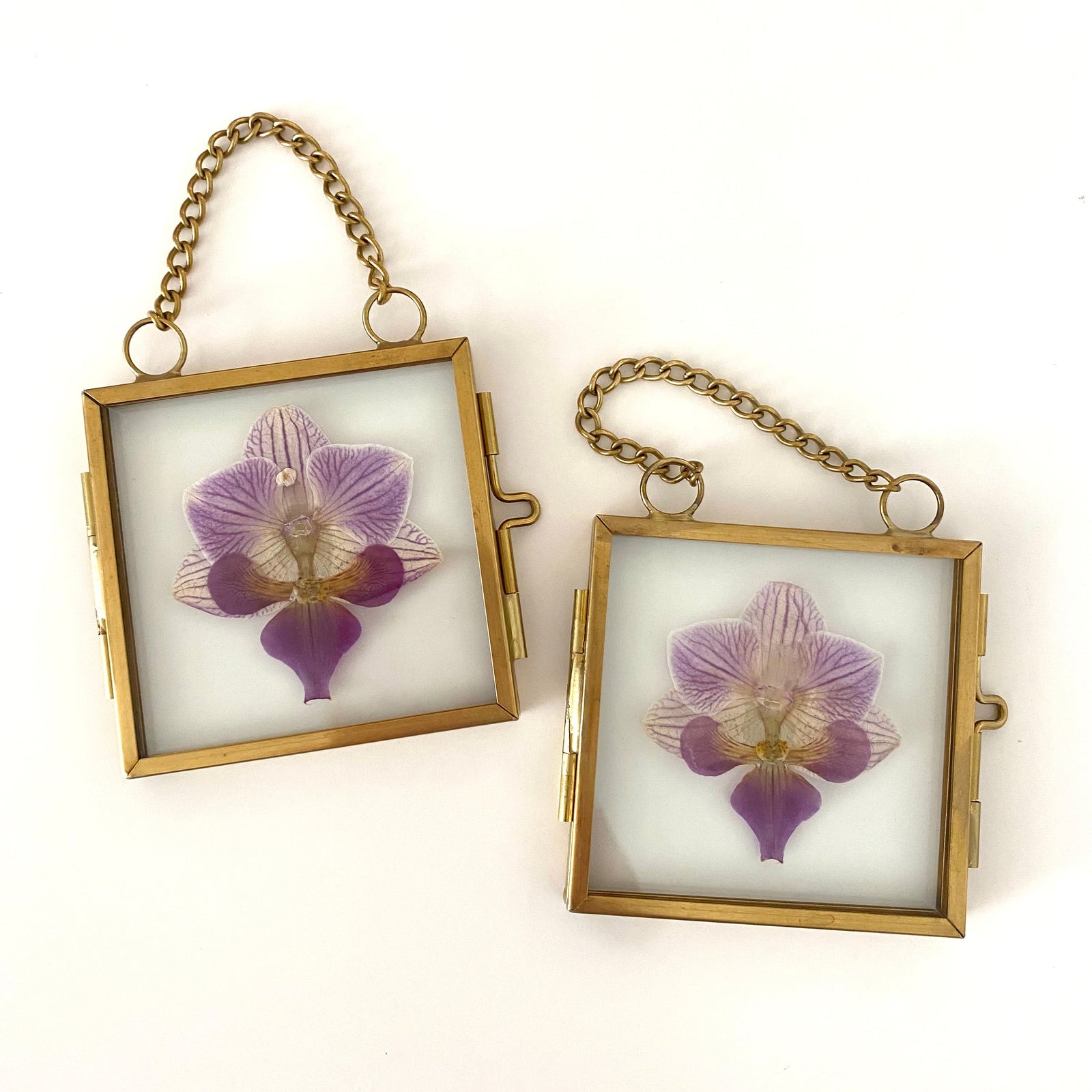 Pressed bloom in a 2x2 gold frame