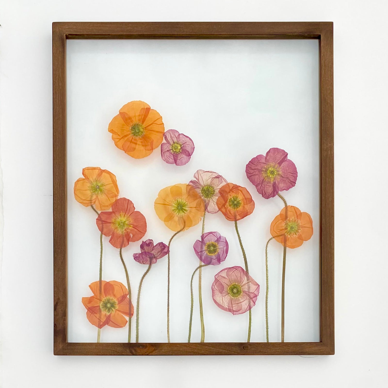 Pressed poppies in a 24x20 espresso frame