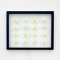 White Orchids - 16x20 Black
