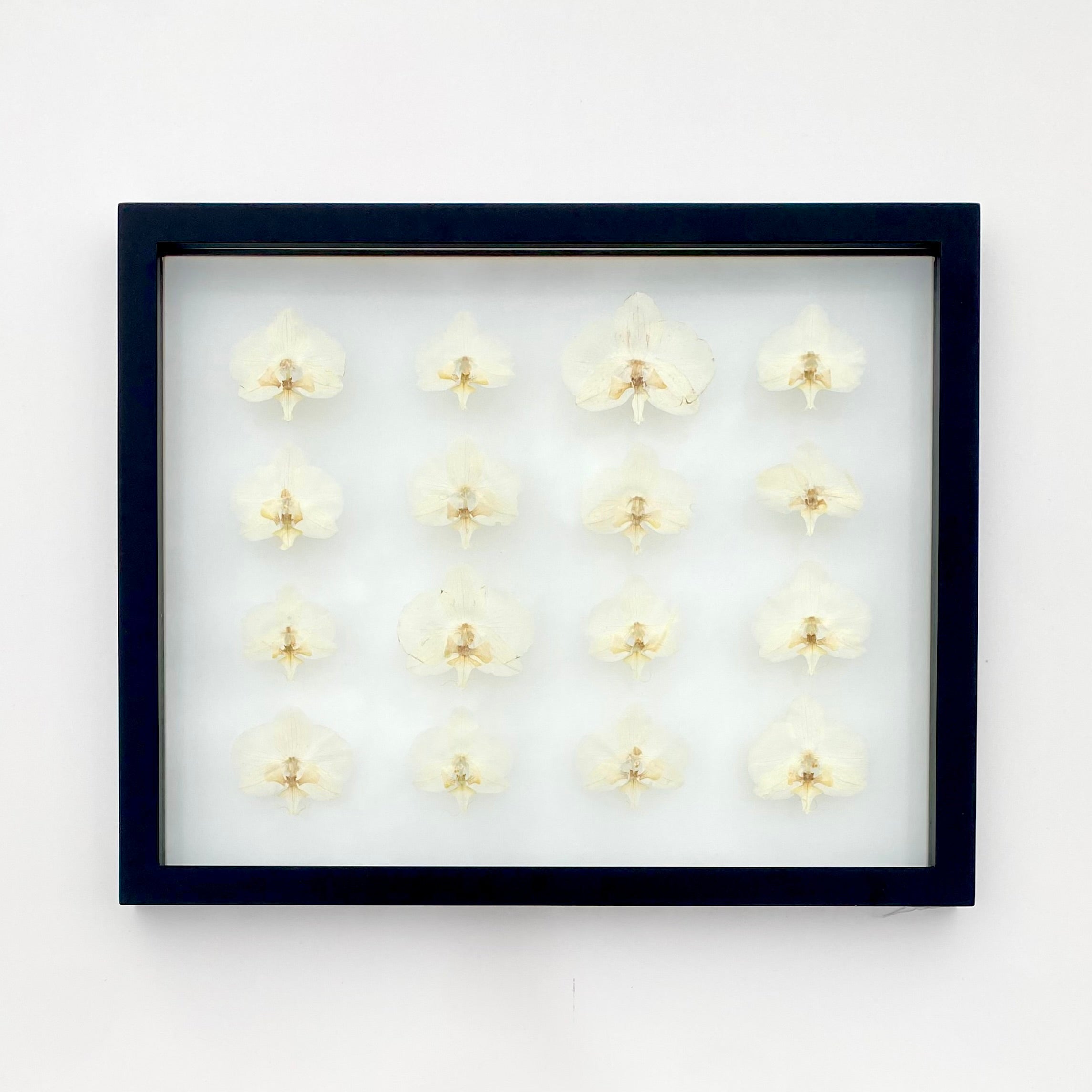 White Orchids - 16x20 Black